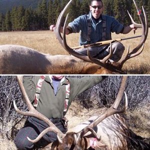 bull elk