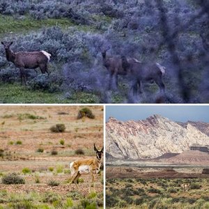 Western Big Game