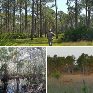 Florida hunting in public lands
