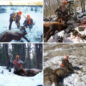 Colorado Elk Hunting