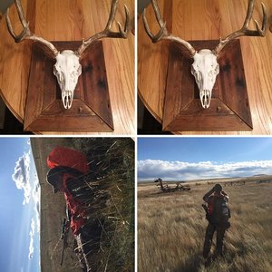 Montana Hunting