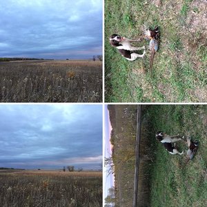 Minnesota Pheasant second weekend