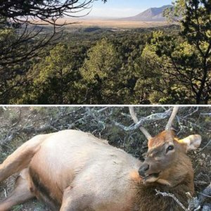 NM Elk 2017