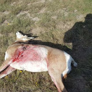 2017 Oklahoma antelope