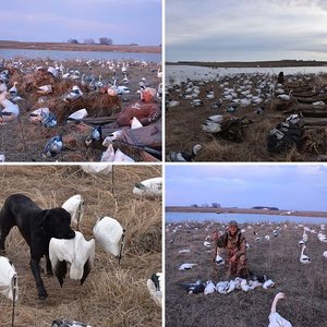 Snow Geese 2018