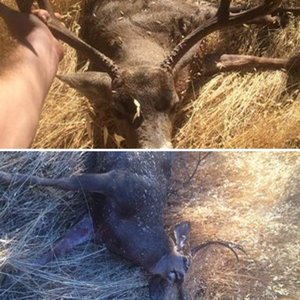 CA Hunt