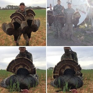 Turkeys in Oklahoma