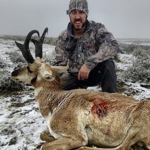 Wyoming antelope