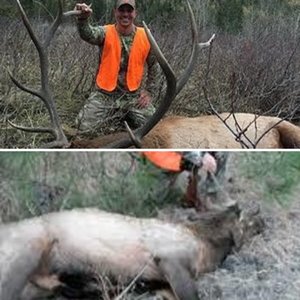 Elk Success