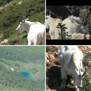 Goat scouting in Northwest Montana