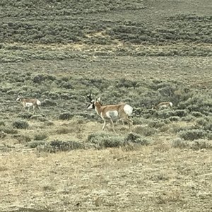WyoDoug 2020 Elk Hunt