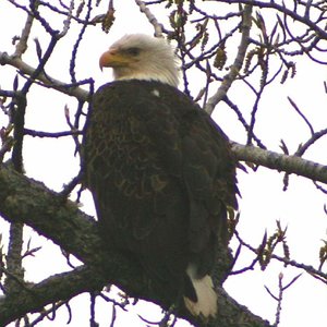 Eagle in Tree