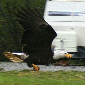 Eagle swooping