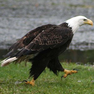 Eagle walking