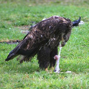 Juvenile eating