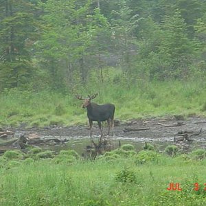 July Maine