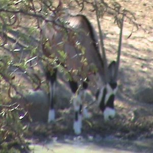 gemsbok