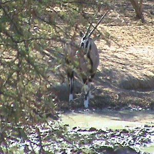 gemsbok3