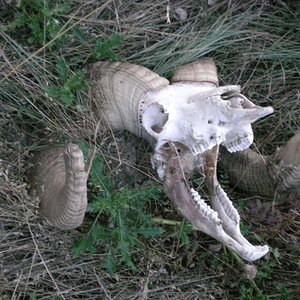 Sheep Head 08 Breaks