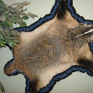 Bob the 42 pound badger. Shot at Grand Junction Regional Airport