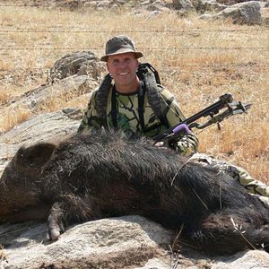 Tejon Ranch Pig 003