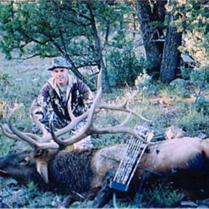 1997 Bull elk