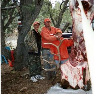 Another great Colorado bull