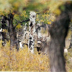 A great buck I got a pic of in the 90's between archery and first rifle