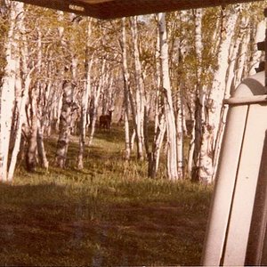 Elk out the window of the camper 1981