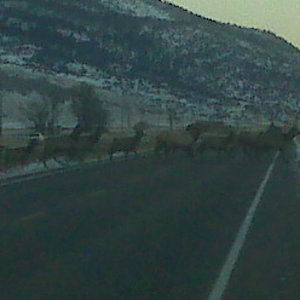 Elk crossing in paradise valley Mt