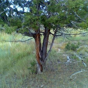 elk 09 tore up tree