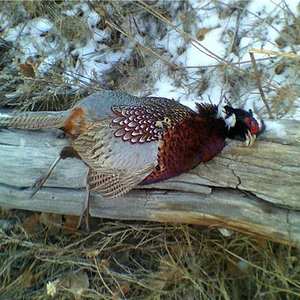 hunting christmas 09 first ever pheasant