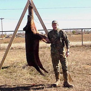 Hog From lease in Texas