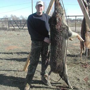 Hog from Lease in Texas