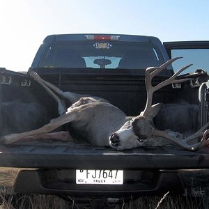 Mule Deer 2009   3