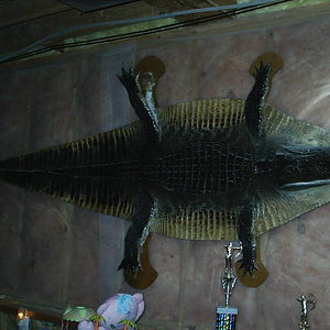 1996 Florida Alligator