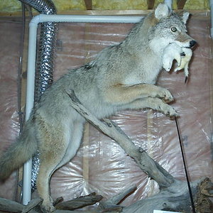 Coyote with weasle