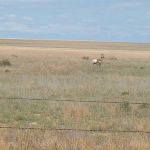 antelope doe June '10