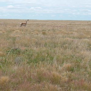 antelope buck June '10