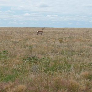 antelope buck June '10
