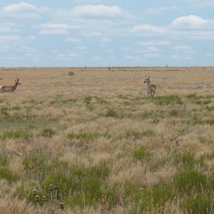 antelope buck and doe June '10