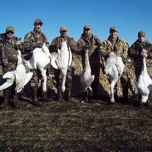 Tundra Swan - North Carolina