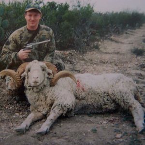 Merino Ram - Texas