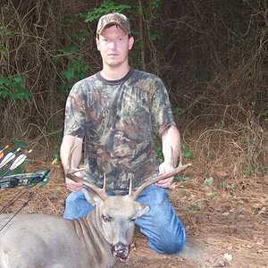 Whitetail Deer - Maryland