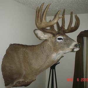 Heavy Deer!