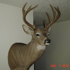 Whitetail Buck