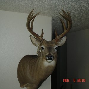 Whitetail Buck