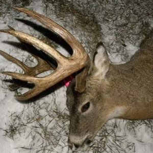 2009 rifle deer