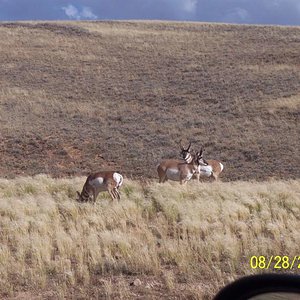 Group of small Bucks