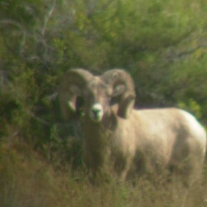 09Sheep 31854